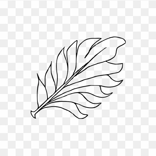 leaf line art illustration silhouette png